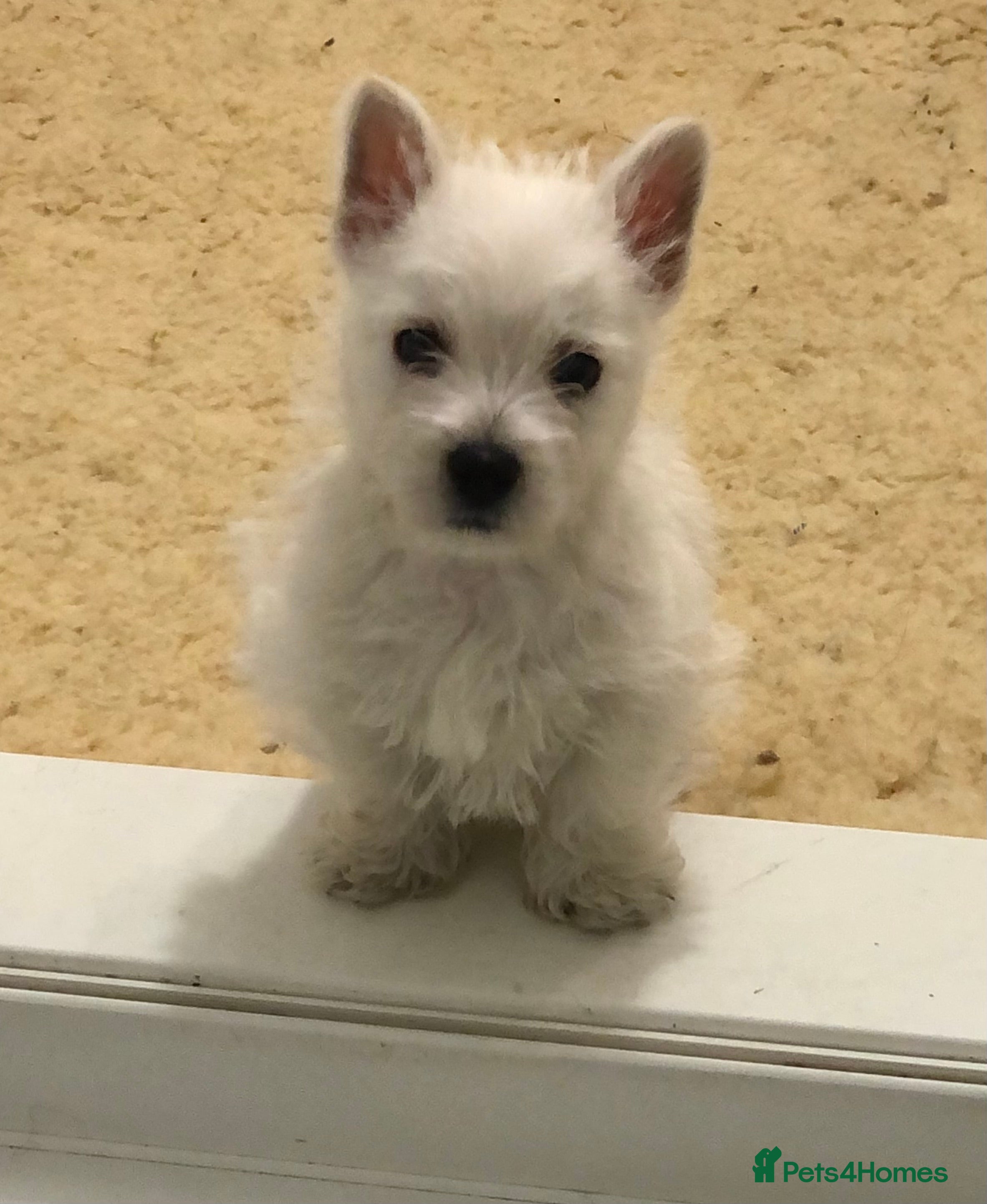West Highland Terrier dogs for sale: Stunning westie boy ready now - Advert 1
