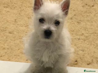 West Highland Terrier dogs Stunning westie boy ready now - Advert 4