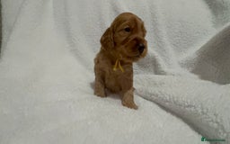 Cocker Spaniel dogs for sale: Show cocker spaniel pups ready 4th November  - Image 5