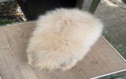 Guinea Pig rodents for sale: Lovely Swiss sow - Image 6