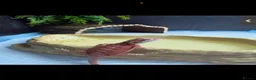 Bearded Dragon reptiles for sale: Bearded dragons-red monster/blue bar & Translucent - Advert 3