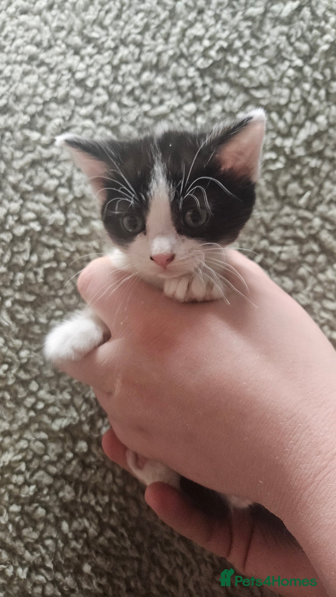 Mixed Breed cats for sale: Kittens  - Advert 19