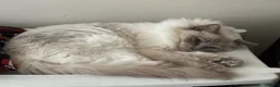 Ragdoll cats for sale: Ragdoll sisters - Advert 3