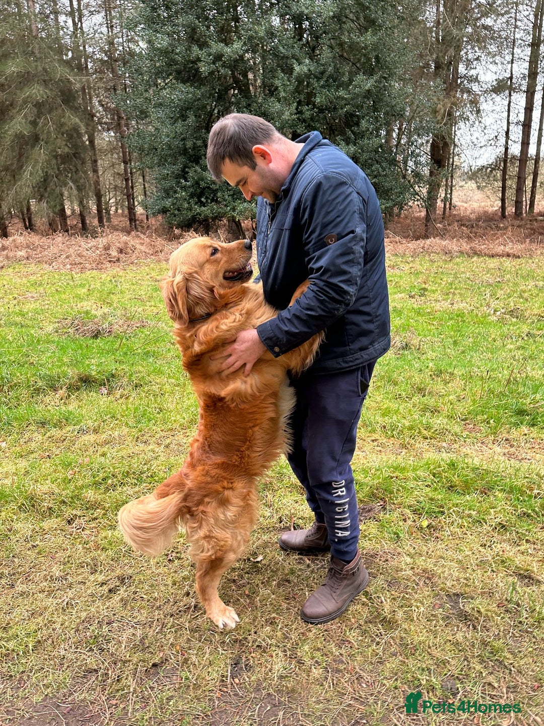Golden Retriever dogs for sale: Gorgeous golden retriever show quality  - Advert 2