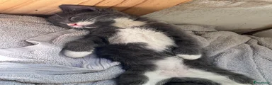 Mixed Breed 1