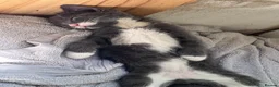 Mixed Breed cats for sale: 3 Gorgeous Kittens  - Advert 3