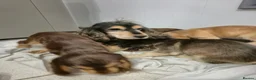 Cocker Spaniel dogs for sale: Show cocker spaniel puppies  in Ashbourne - Advert 3