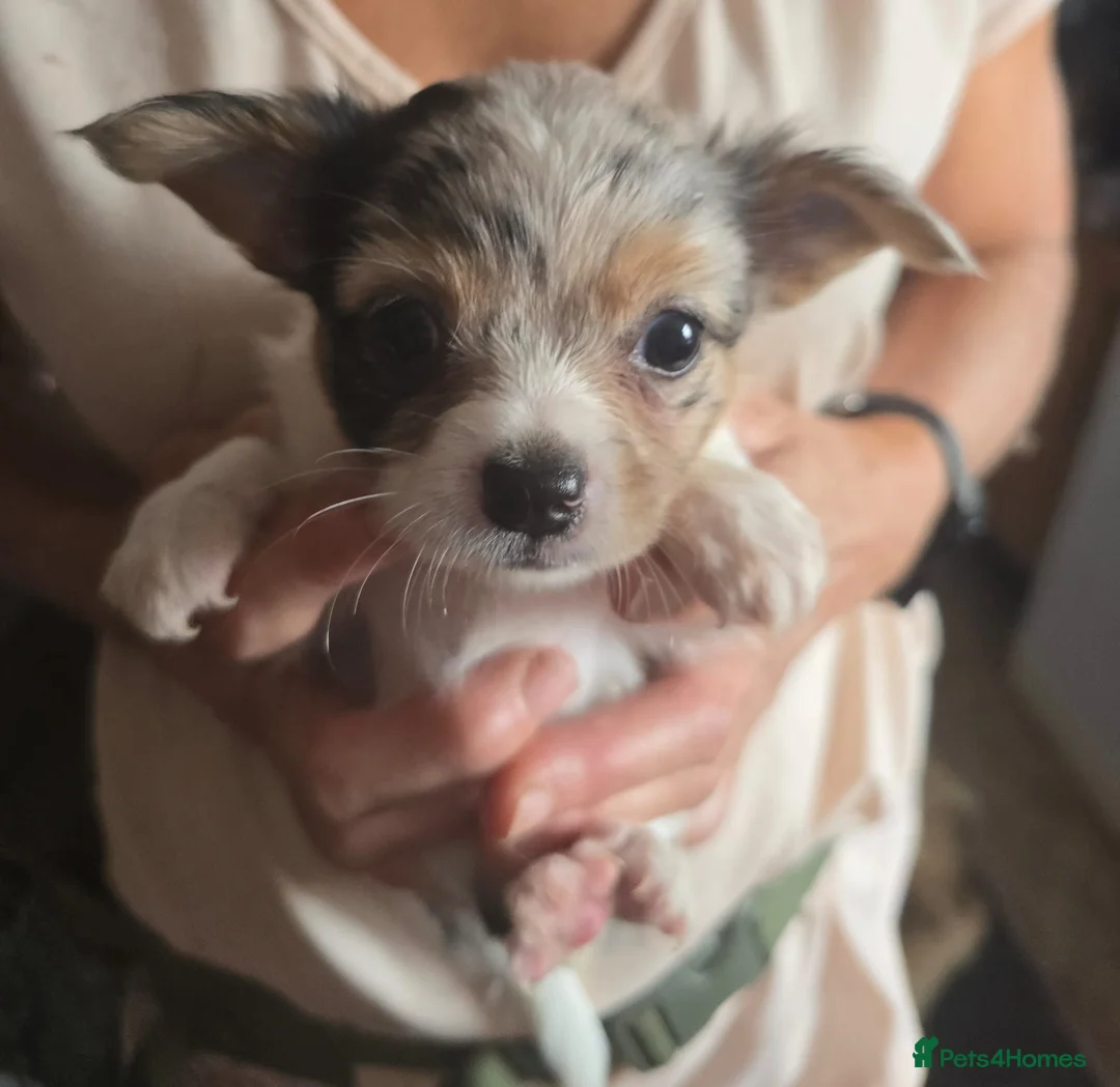 Chihuahua dogs for sale: Stunning long haired chihuahua puppies - Advert 2