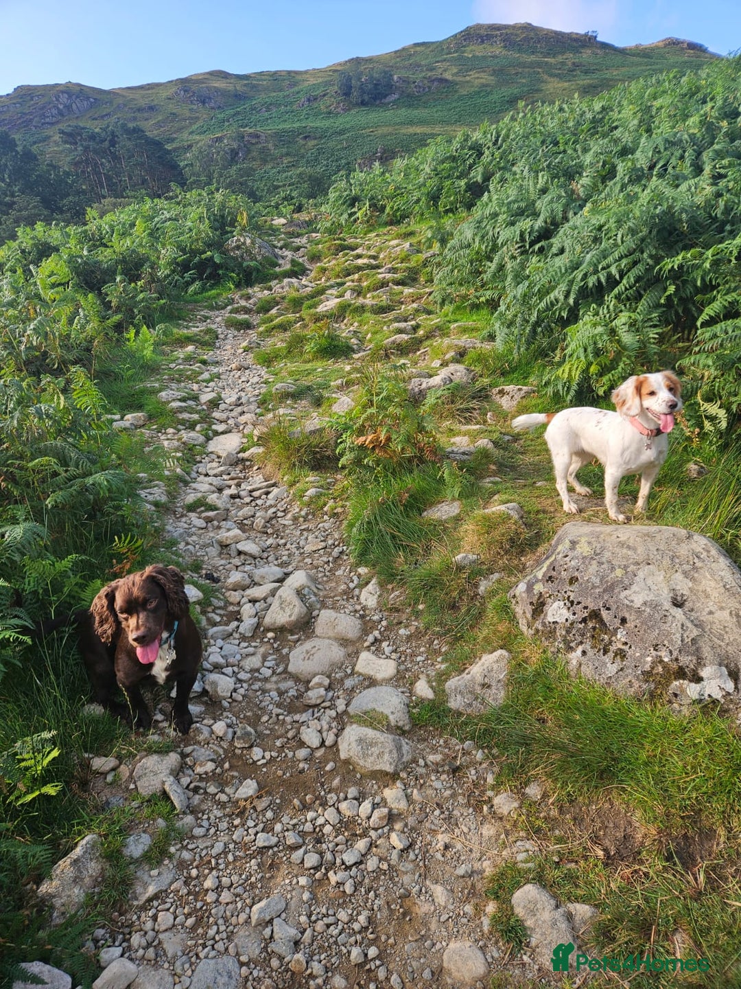 Cocker Spaniel dogs for sale: KC Working Cocker Spaniel Puppies - Advert 11