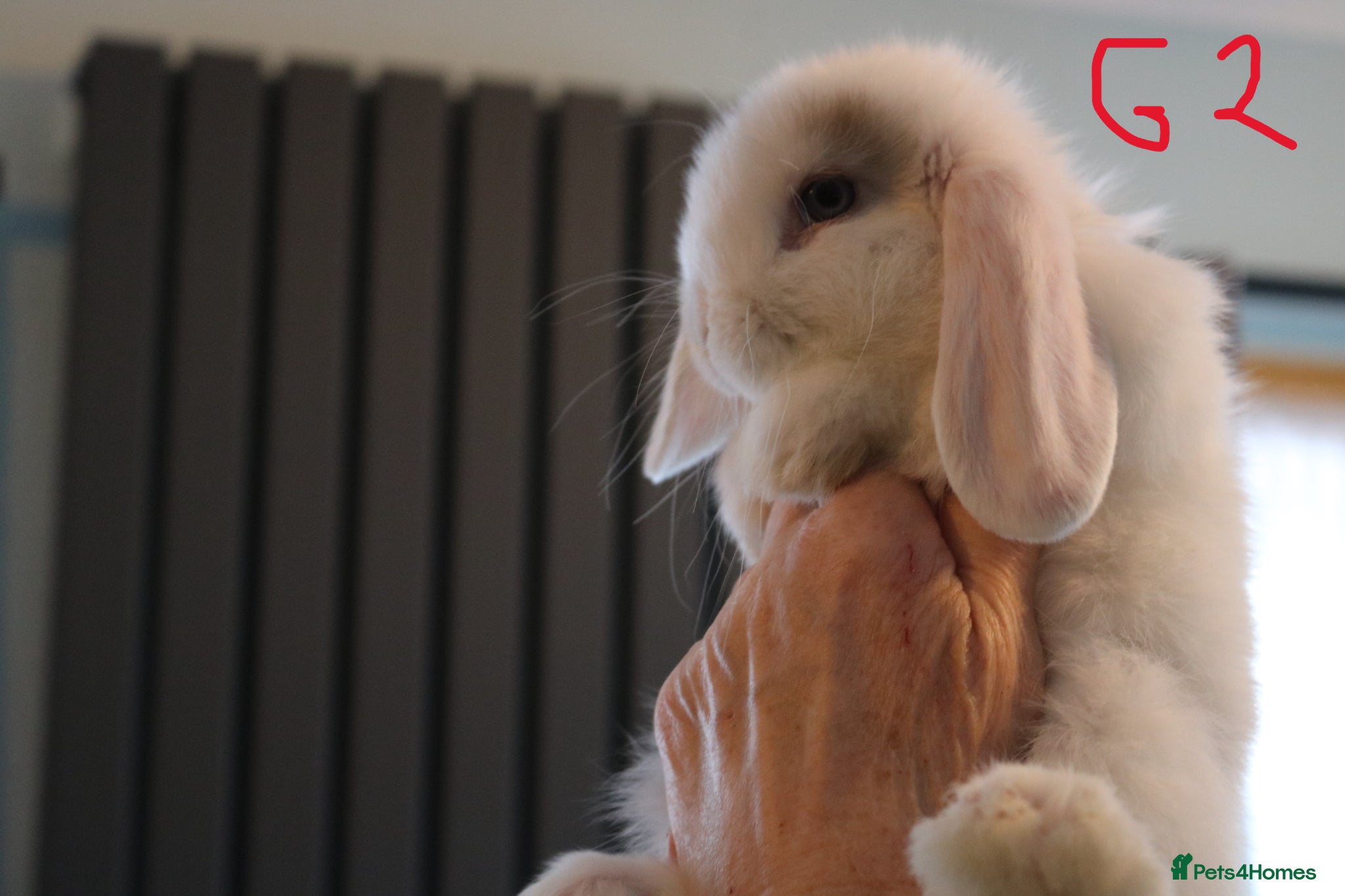 Mini Lop rabbits Mini Lop babies - 1 Doe left G2 - Advert 2