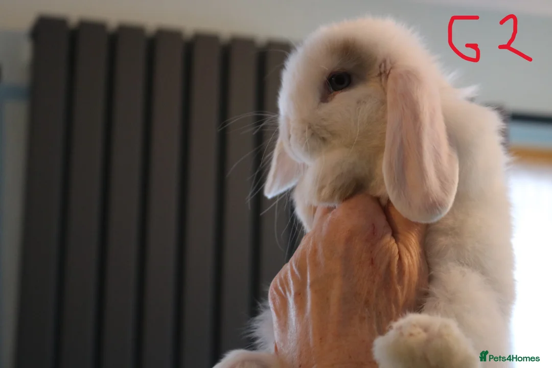 Mini Lop rabbits for sale: Mini Lop babies - 1 Doe left G2 - Advert 2