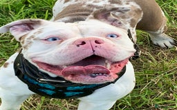 Olde English Bulldogge dogs for sale: Olde English bulldogges generational  - Image 4