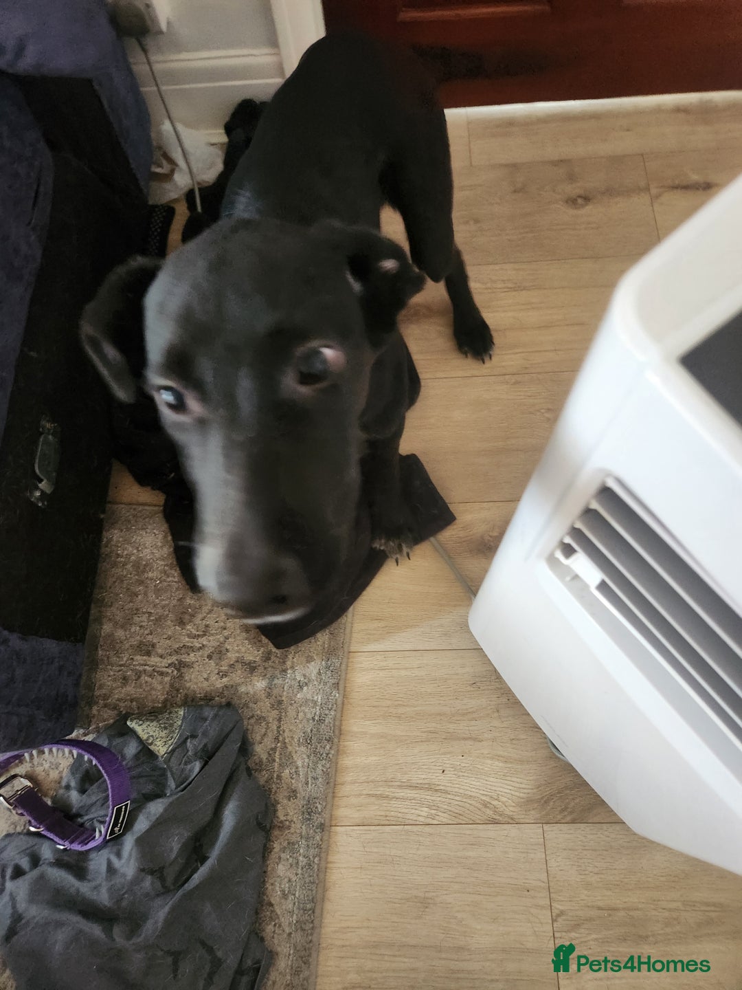 Mixed Breed dogs for sale: Dalmation Sephards - Advert 6