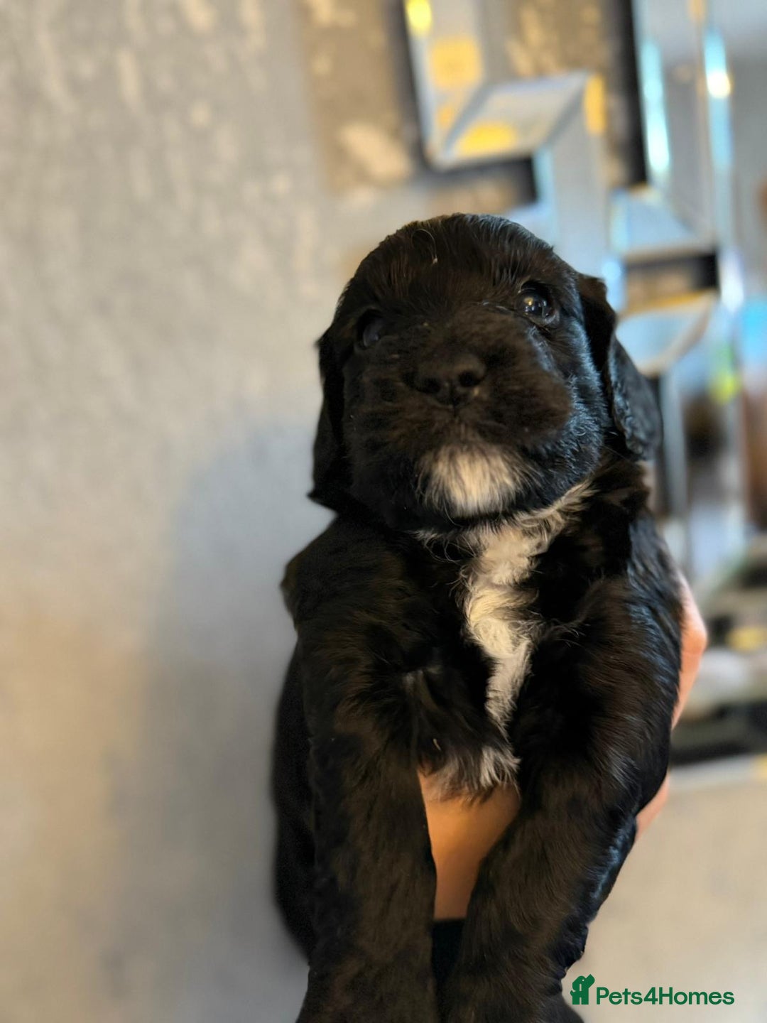 Cockapoo dogs for sale: Cockapoo puppies  - Image 13