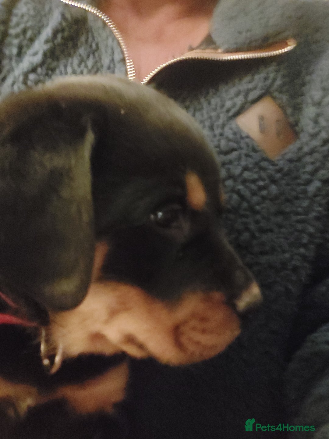 Rottweiler dogs for sale: Kc registered chunky pups - Advert 11
