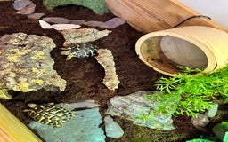 Hermann Tortoise reptiles for sale: Two Dwarf Hermann Tortoises & full set-up - Image 2
