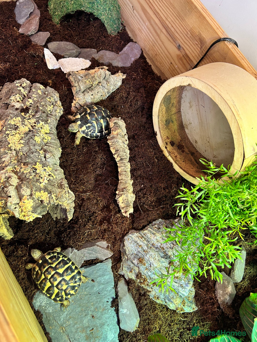 Hermann Tortoise reptiles for sale: Two Dwarf Hermann Tortoises & full set-up - Image 2