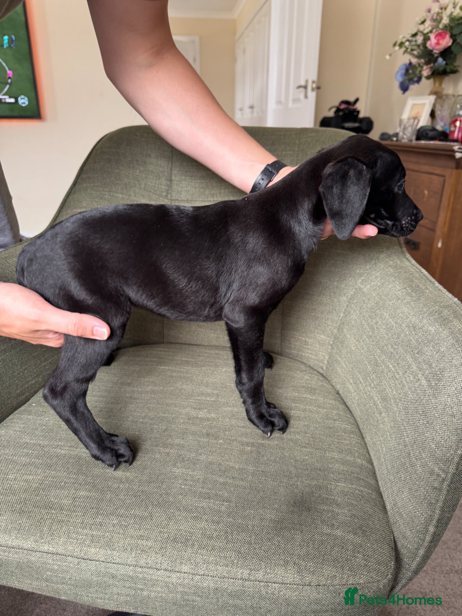 Mixed Breed dogs 2 pups left! Labrador X Whippet Lurcher Puppies 🐶 - Advert 2