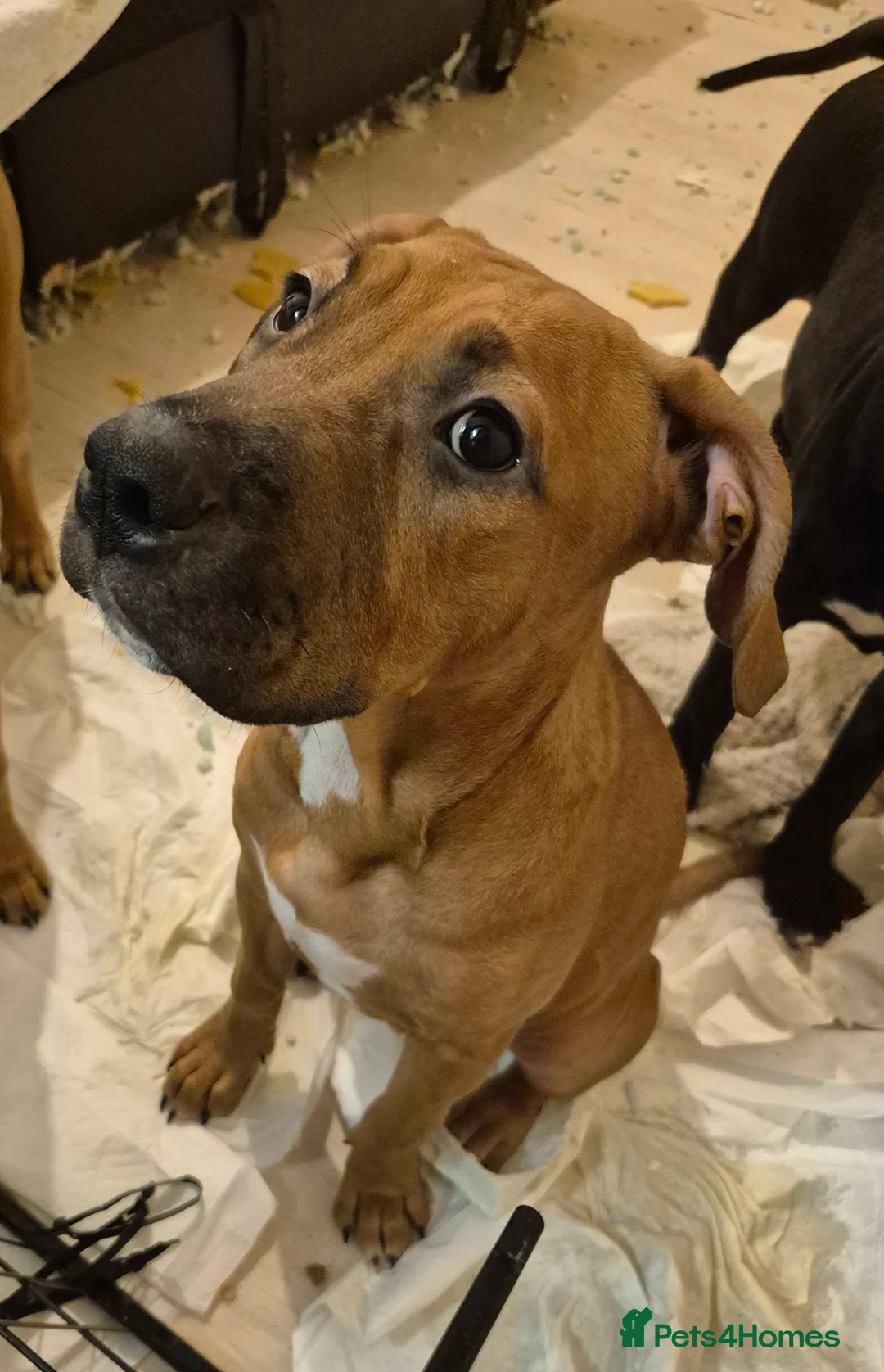 Mixed Breed dogs for sale: Bullmastiff Cross Puppies  - Advert 28