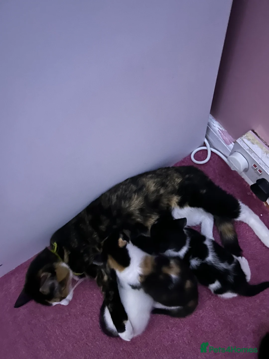 Mixed Breed cats for sale: Kittens  - Advert 1