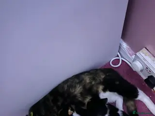 Mixed Breed cats Kittens - Advert 2