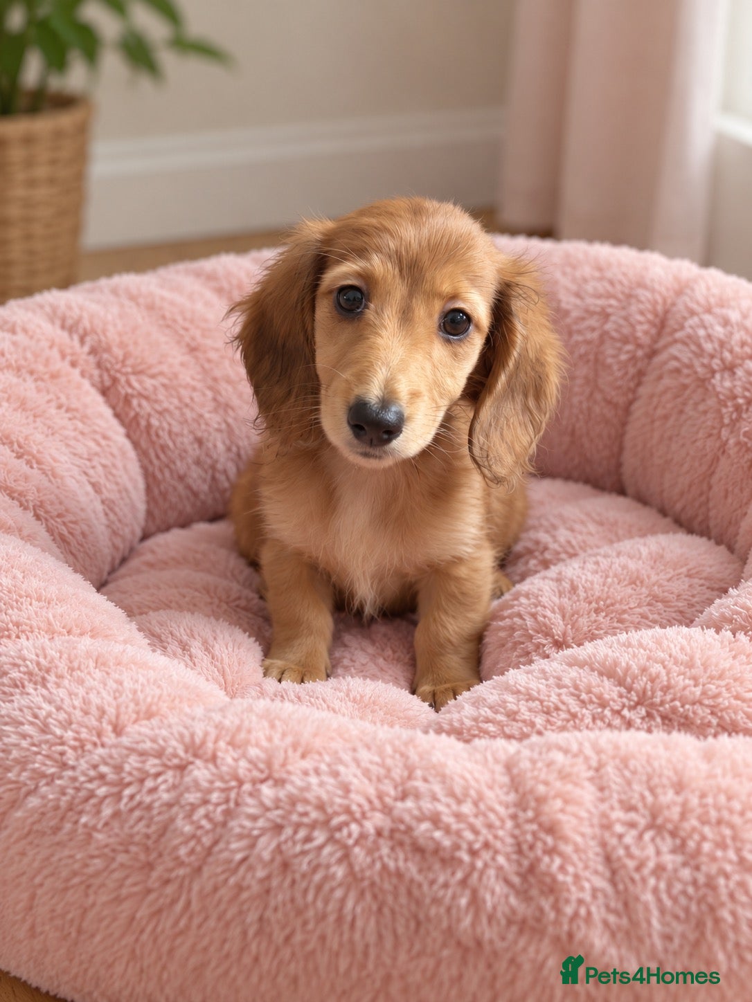 Miniature Dachshund dogs Beautiful long hairs mini dachunds  - Advert 1