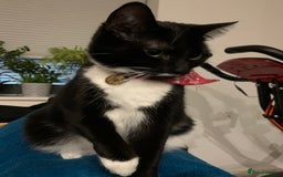 British Shorthair cats for sale: Juno and Minnie - Image 10