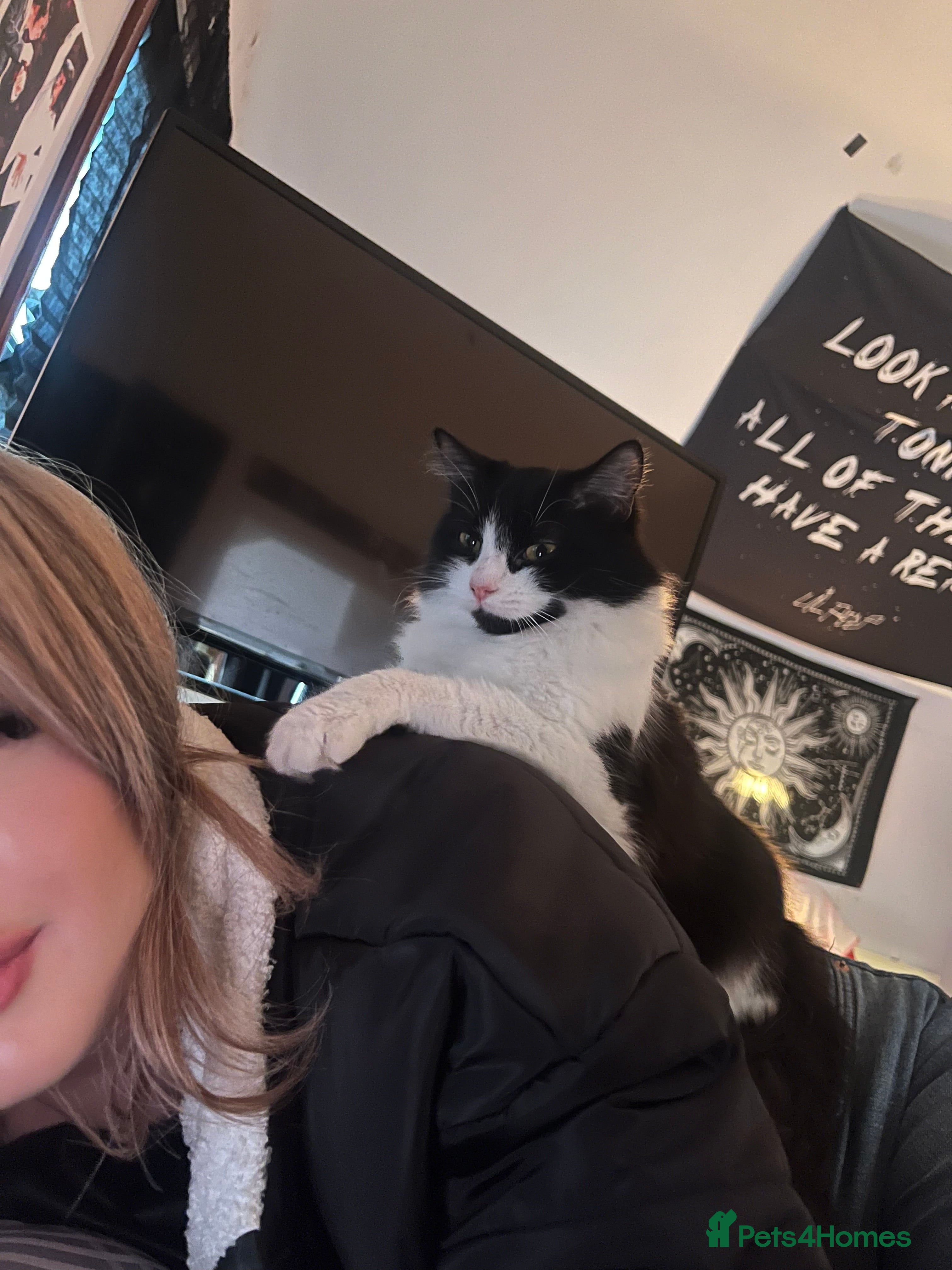 Mixed Breed cats Kittens for sale  - Advert 1