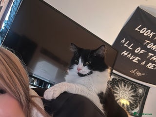 Mixed Breed cats Kittens for sale - Advert 1