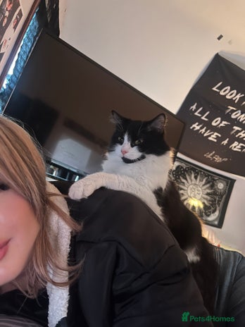 Mixed Breed cats Kittens for sale - Advert 1