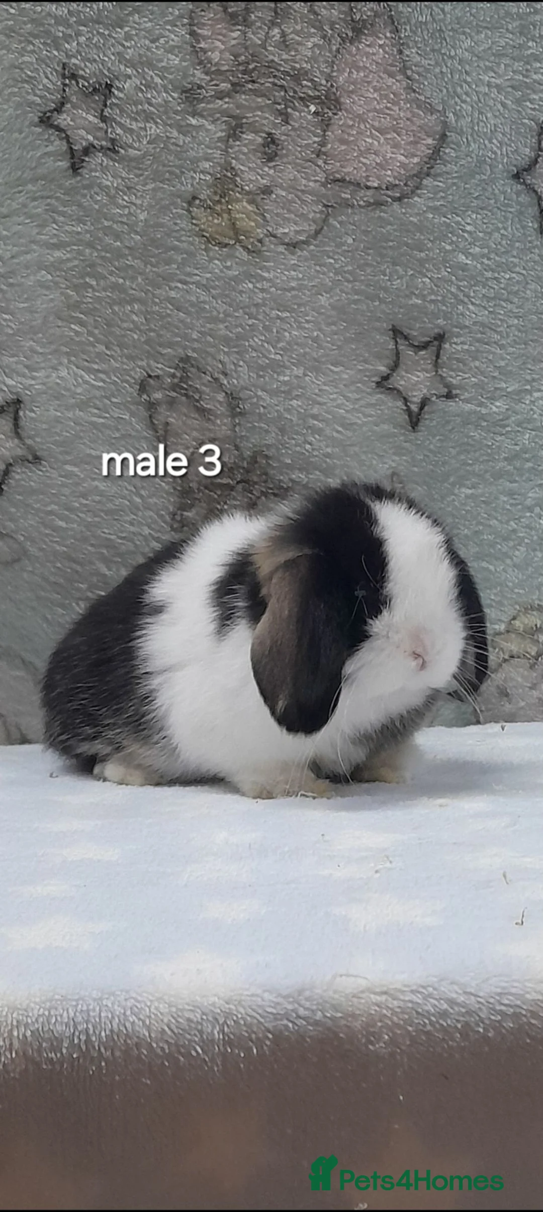 Mini Lop rabbits for sale: Stunning purebred mini lops  - Advert 15
