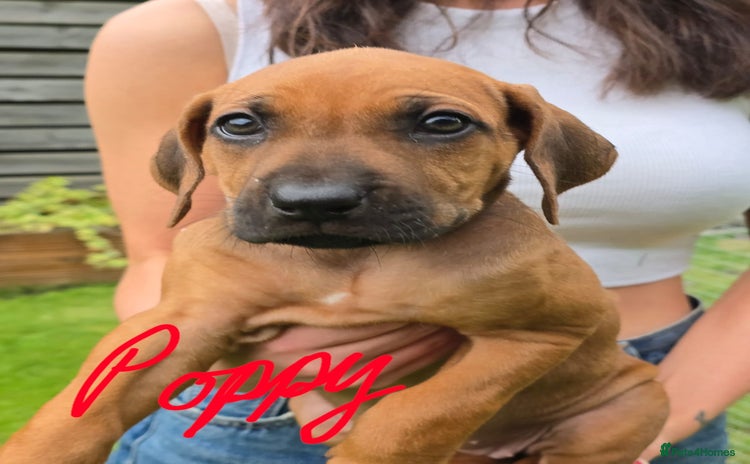 Rhodesian Ridgeback dogs - Advert 1