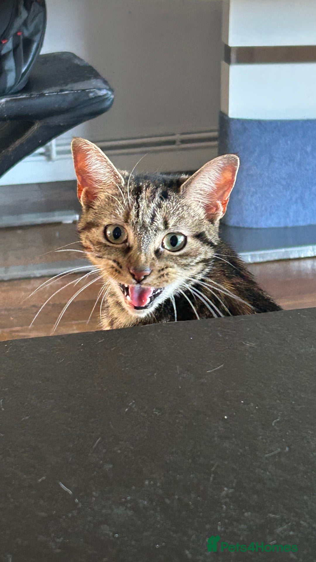 Bengal cats for sale: Ella  - Advert 3