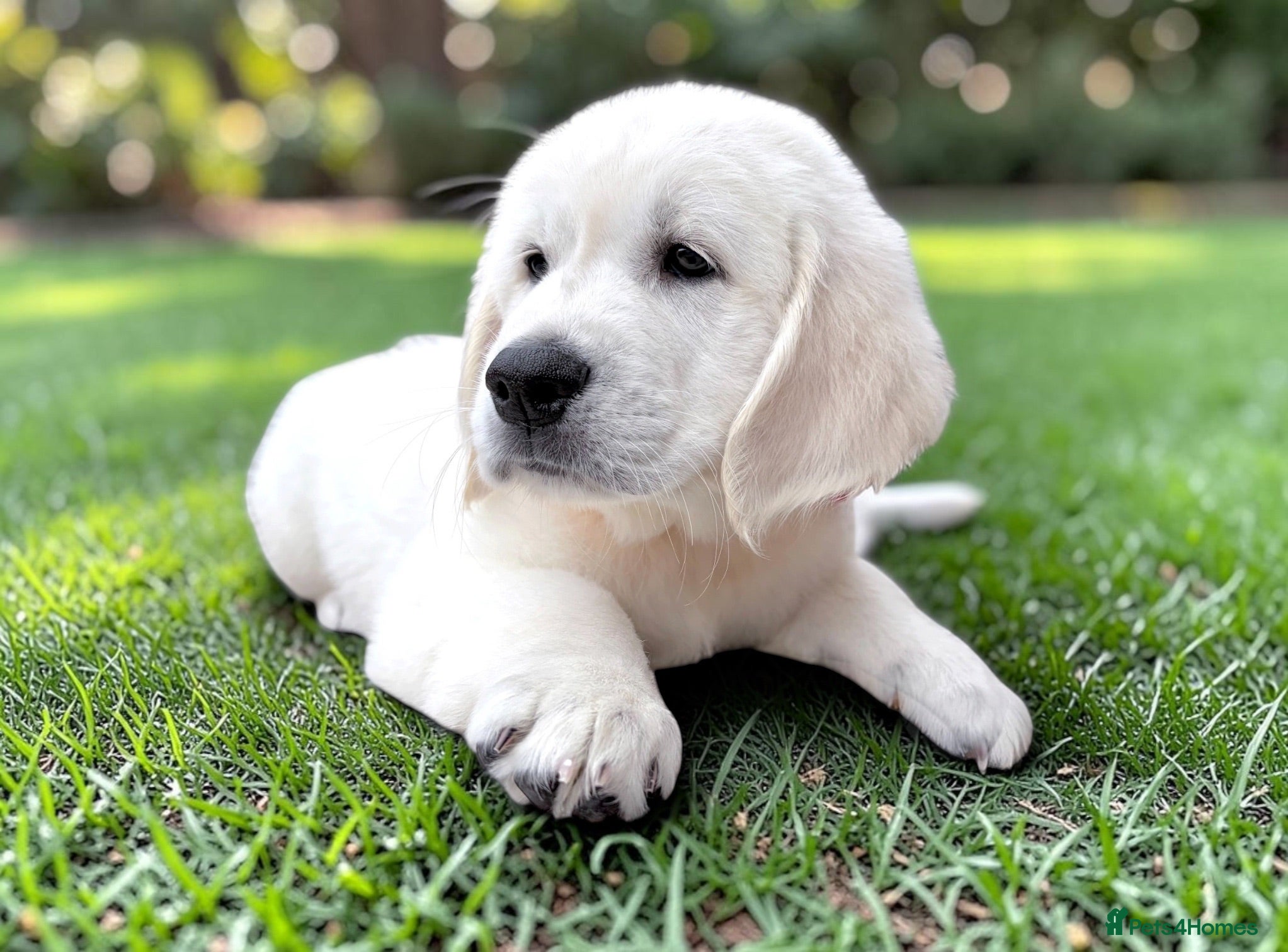 Golden Retriever dogs Available now 🎀  ~  DNA tested ~ Champion Lines  - Advert 2