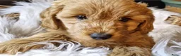 Cavapoo dogs for sale: Gorgeous little Cavapoo puppies  - Advert 4