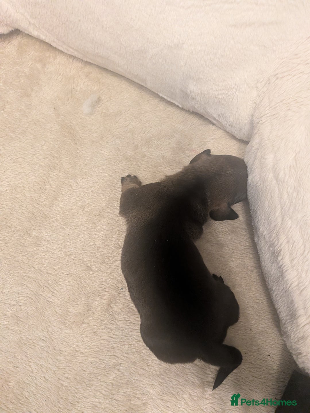 Dachshund dogs for sale: Dachshund puppies  - Advert 26