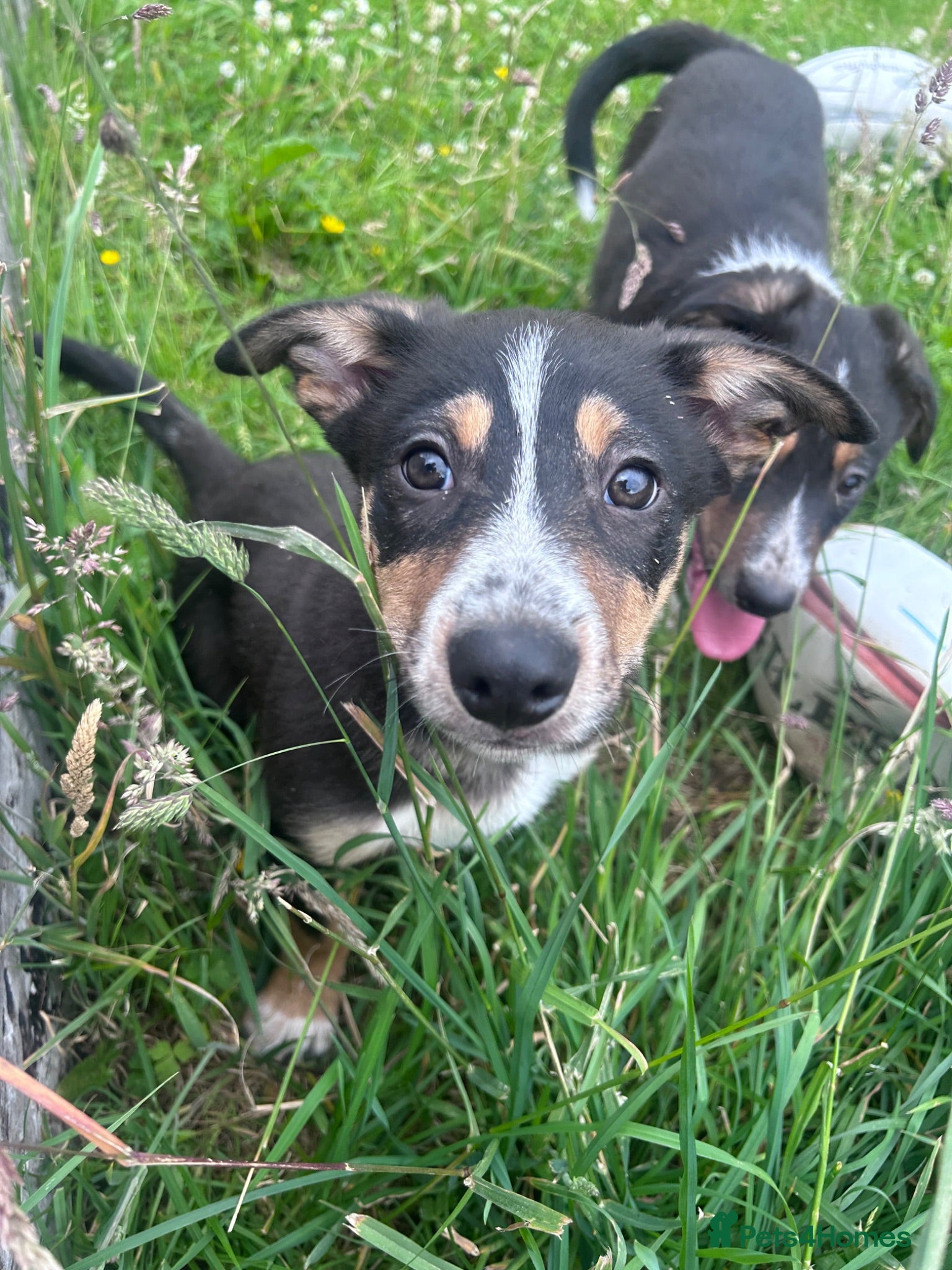 Mixed Breed dogs Beautiful tri colour border collie pups - Advert 3