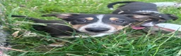 Mixed Breed dogs for sale: Beautiful tri colour border collie pups - Advert 1