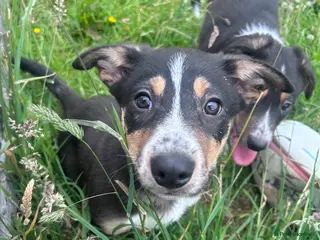Mixed Breed dogs Beautiful tri colour border collie pups - Advert 3