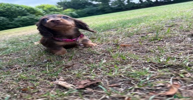 Miniature Dachshund dogs - Advert 9