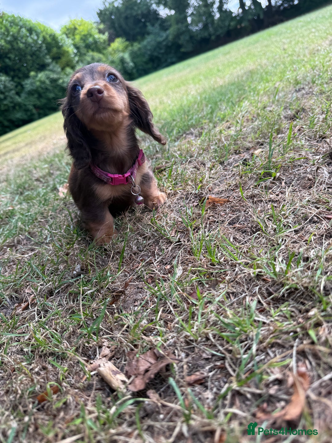 Miniature Dachshund dogs for sale: 5 star licensed miniature Wirehaired ready 18/8 - Image 7