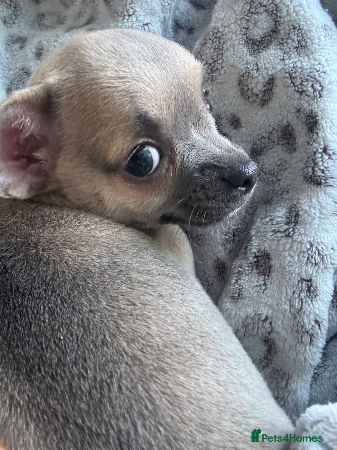 Chihuahua dogs for sale: Blue and Tan pure breed chihuahua girls 💙💛 - Advert 11