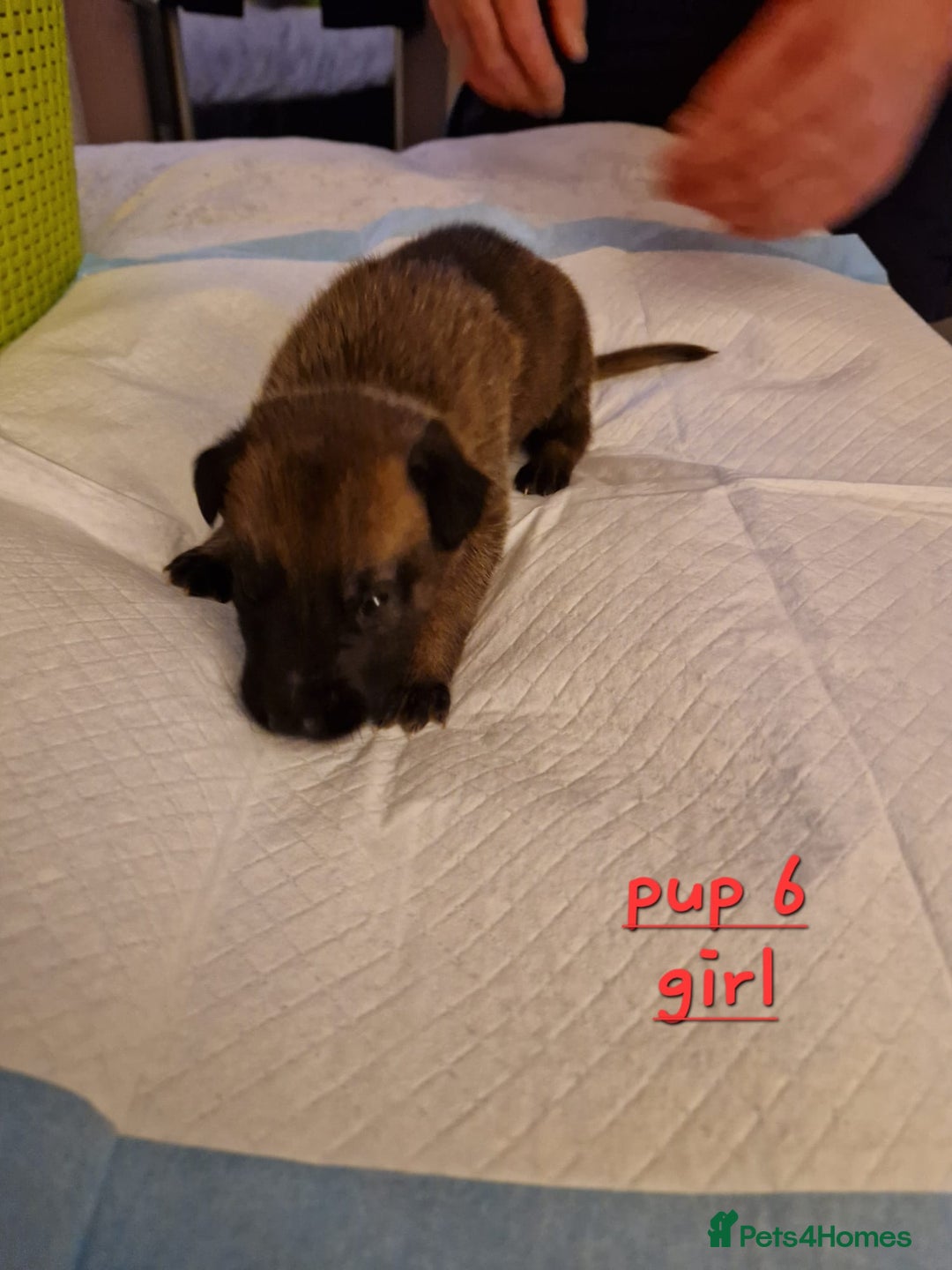 Belgian Shepherd Dog dogs for sale: 100% Belgian Malinois - Advert 2