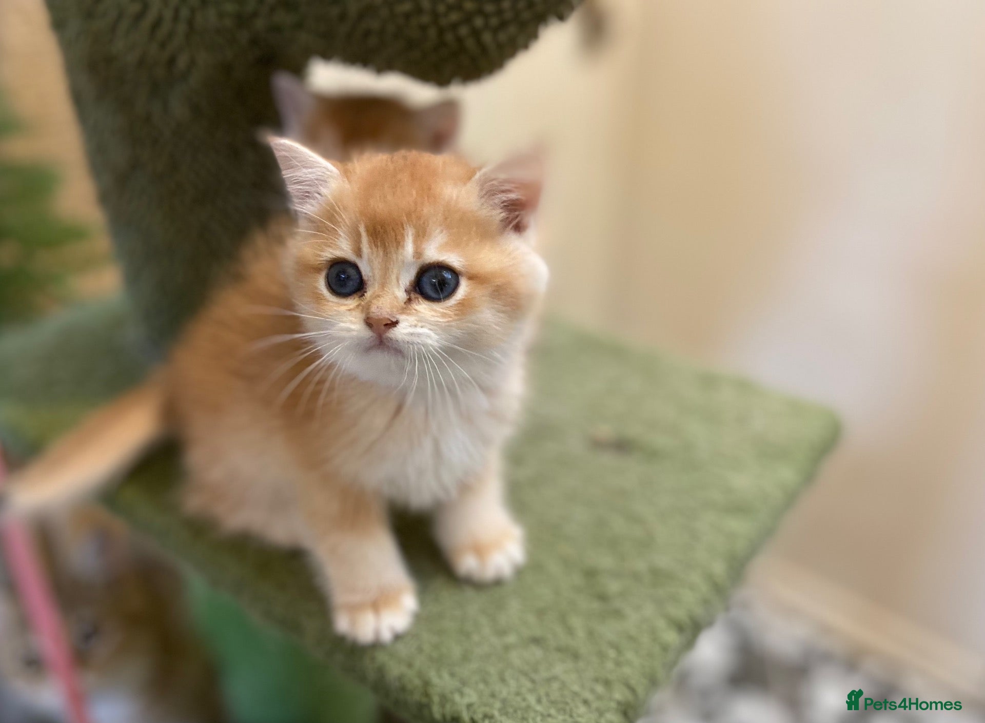 British Shorthair cats Full Pedigree British short hair kittens  - Advert 1