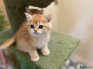 British Shorthair cats Full Pedigree British short hair kittens - Advert 1