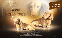 Miniature Dachshund dogs for sale: Longhair mini Dutchund - Image 7