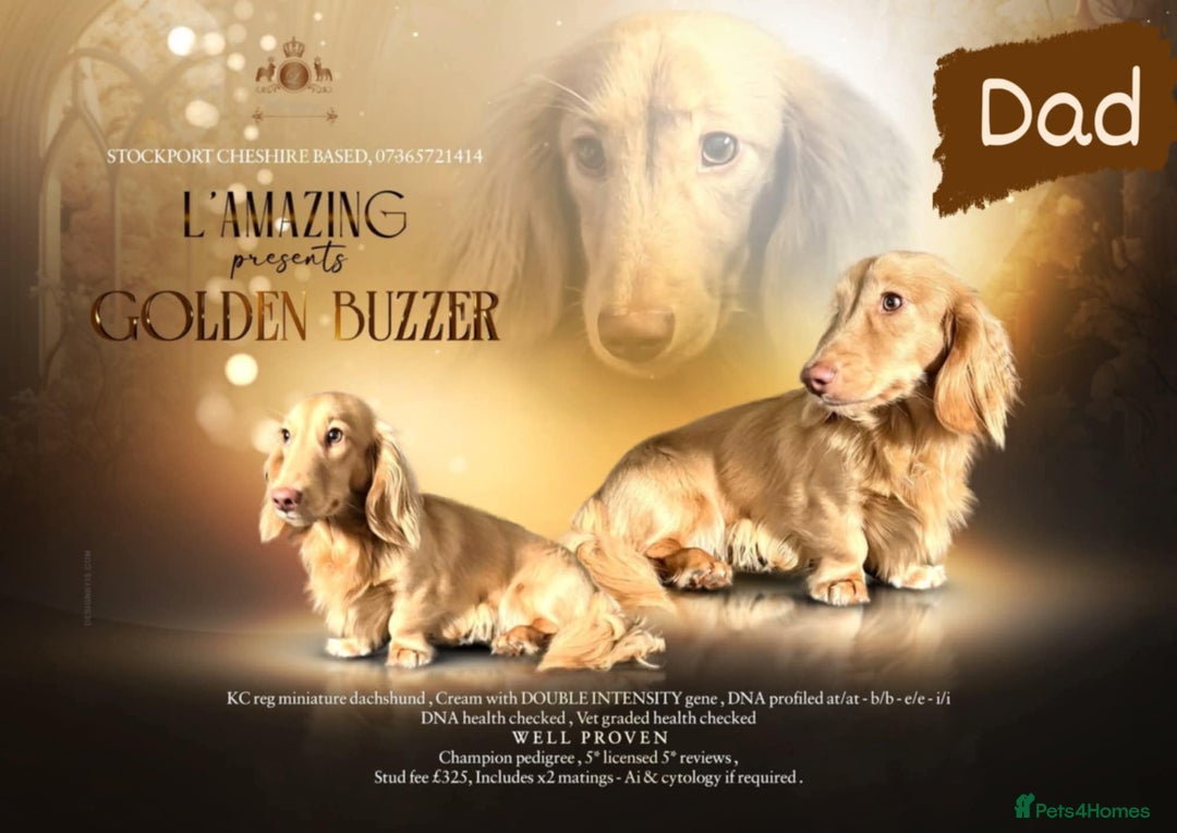 Miniature Dachshund dogs for sale: Longhair mini Dutchund - Image 7