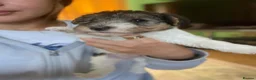 Fox Terrier dogs for sale: 4 stunning fox terrier puppies for sale  - Advert 4