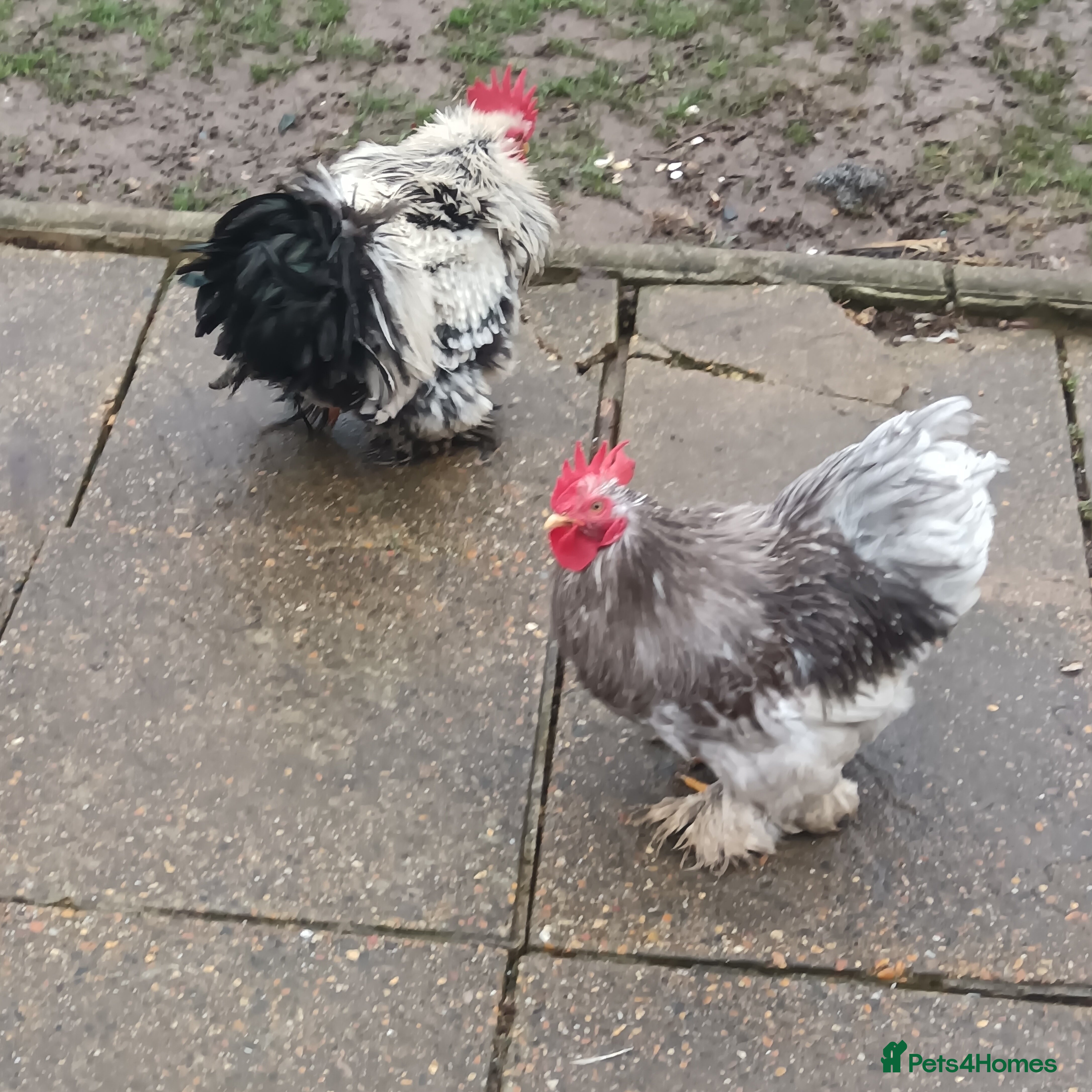 Hens poultry Hens for free - Advert 8