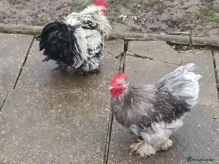 Hens poultry Hens for free - Advert 8